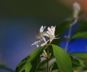 盛世奇花异草多