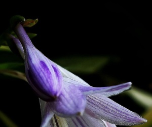 不知名的花花