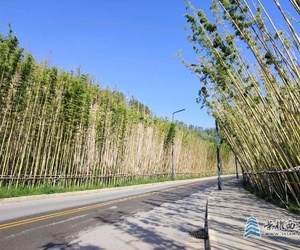 踏青路的竹林綠道蠻有意境