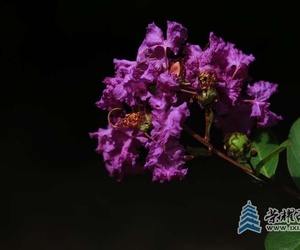 紫薇花