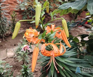 岳父養(yǎng)的花