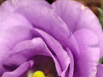 那些花儿