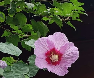 碑林博物馆里的木槿花