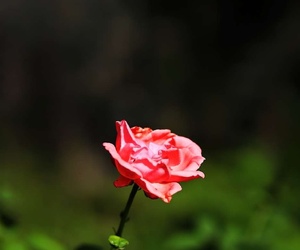 秋花