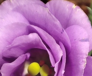 那些花儿
