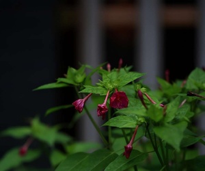 秋叶秋花