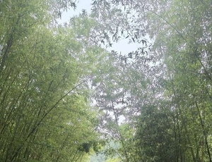 鲸鱼沟的风光