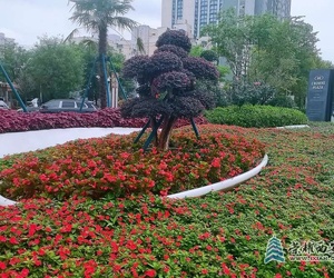 秋色漸濃，花正艷。