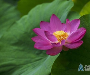 一心只為這枝花