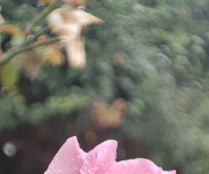 雨中即景