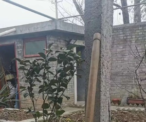 一把战备锹