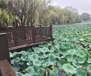 秋雨荷塘