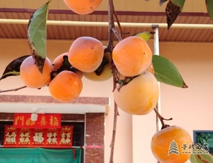 秋天的果实，柿柿如意