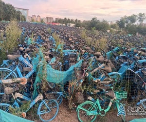为什么这么多新共享单车放荒地里