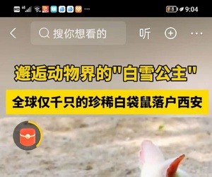 全球濒危白袋鼠落户西安