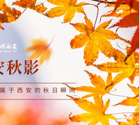 【长安秋影】荣耀西安网金秋摄影征集活动