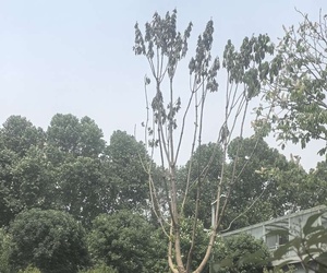 西安市园林部门算不算尸位素餐？