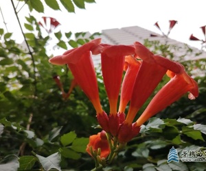 路边盛开的凌霄花