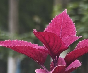雨潤更花鮮