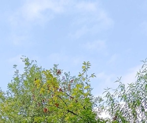 絲瓜