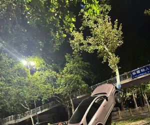 西安乐居场理想汽车上树这事儿闹得挺火！