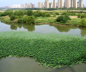 【我为城市提建议】建议将皂河打造成通贯古城的"周庄”式黄金水道