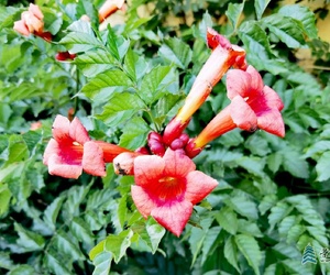 凌霄花