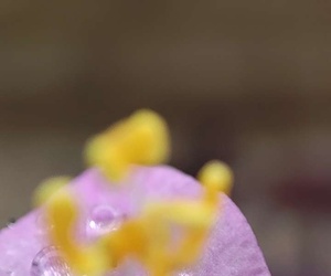 雨中紫羅蘭