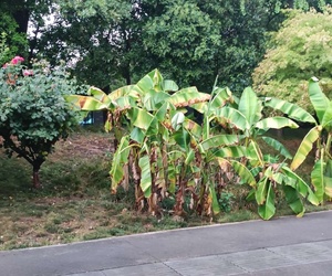 这丛芭蕉总算盼到雨了