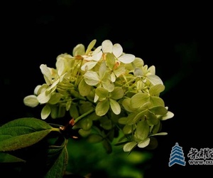 还是花花