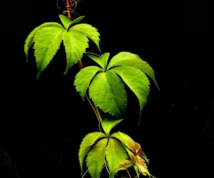 手機(jī)拍花草