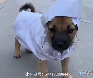 樂人？龜茲？