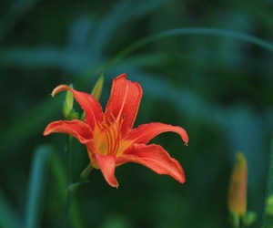 花花