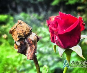 《永恒的陪伴》手机摄影/题诗：范群