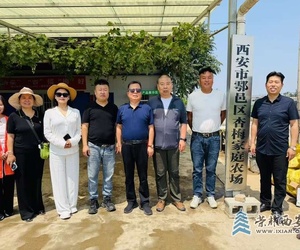 信念雄鸡绘就乡村振兴新画卷