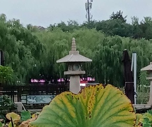 寒露节气荷始枯
