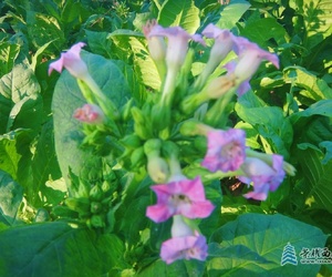 花开时节，有认识的吗？
