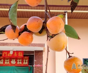 秋天的果实，柿柿如意