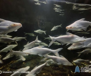 自由自在的魚(yú)兒