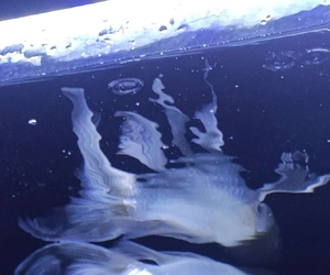 3511水族馆里赏鱼