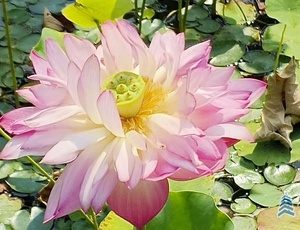 夏至的西安植物園