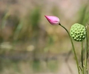 伤秋色