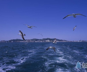 刘公岛上空的海鸥