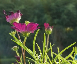 夏日之花一格桑花