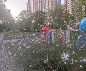凌霄与山桃草