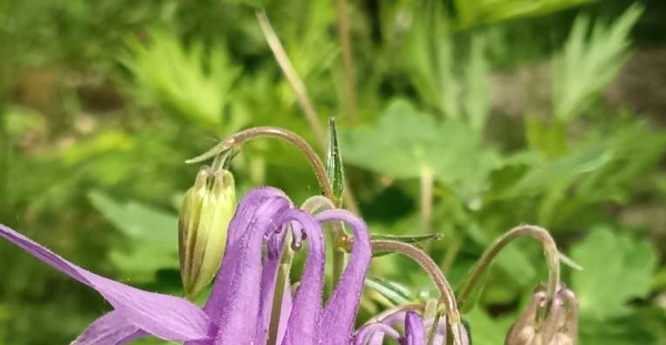 终南沟的花花草草