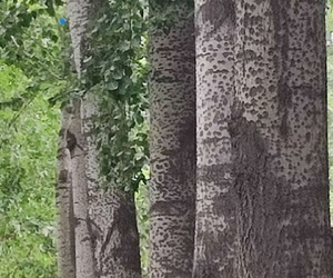 翠华路上的大白杨多大岁数了？