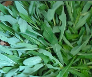 野菜疙瘩美不美？