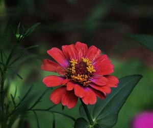 百日菊