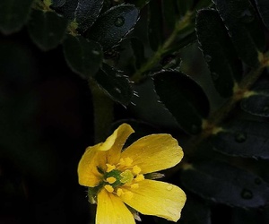 小花